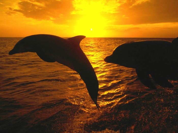 Прыжок дельфина на закат бесплатно