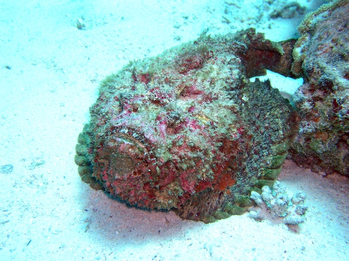 ТОП-3 самых опасных рыб Красного Моря