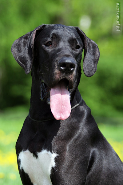 Tips for Training a High Energy Dog Dog training, Dog training obedience, Best d