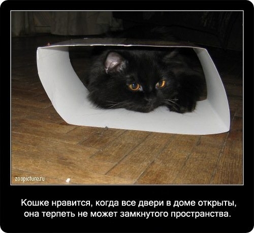 Факты о котах интересные