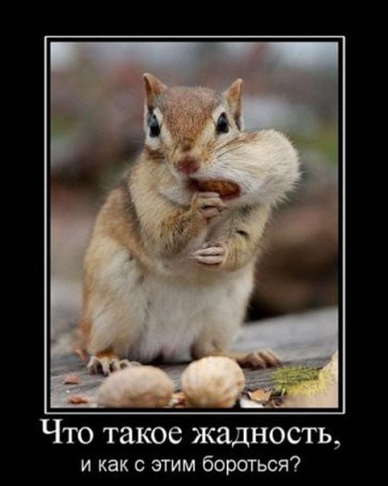 смешные фото про жадность сыр
