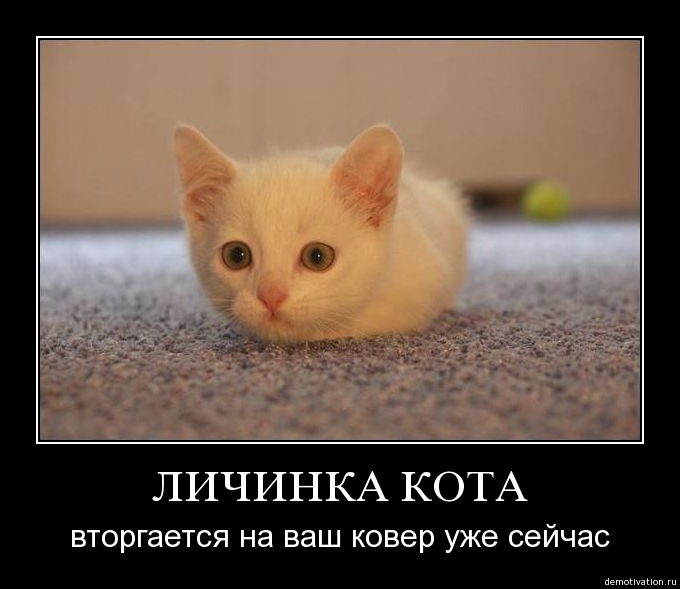 Включи на повтор котиков. Личинка котэ. Котики демотиваторы. Личинка котэ фото. Личинка кота Мем.