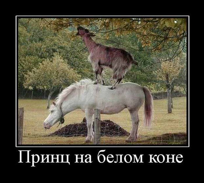 Смешные картинки принца на коне