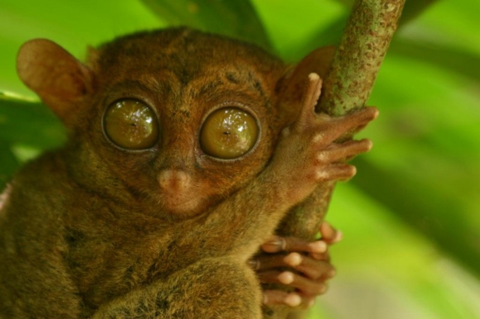 Пучеглазый грибожуй