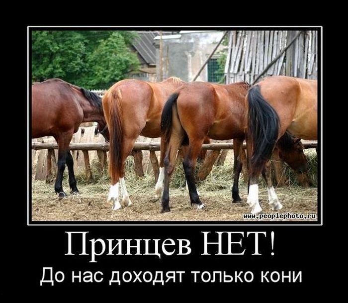 Хочу коня. Анекдоты про лошадей. Демотиваторы про лошадей. Конь демотиватор. Шутка про жеребца.