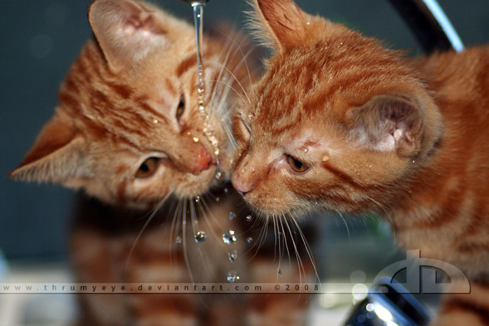 Essay on domestic animals