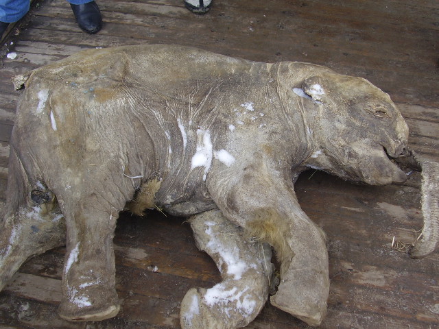 Мамонтенок юка. Мамонтенок найденный на Ямале в 2007 году. Салехард музей Мамонтенок Люба.