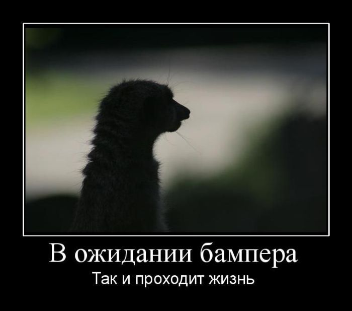 Картинки в ожидании прикольные
