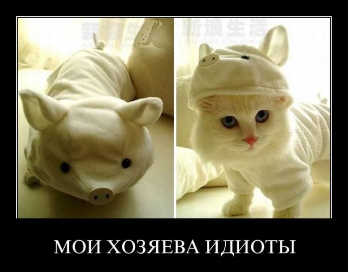 Мой хозяин дебил картинки
