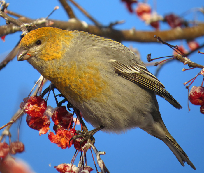 Птица щур фото картинки