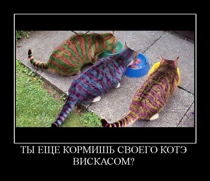 Демотиваторы Коты