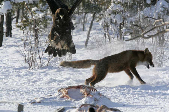 The Animal Photo Archive : Wolverine 03