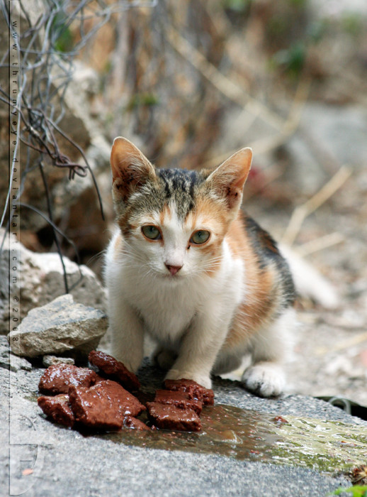 Кошка беспородная картинки к песне