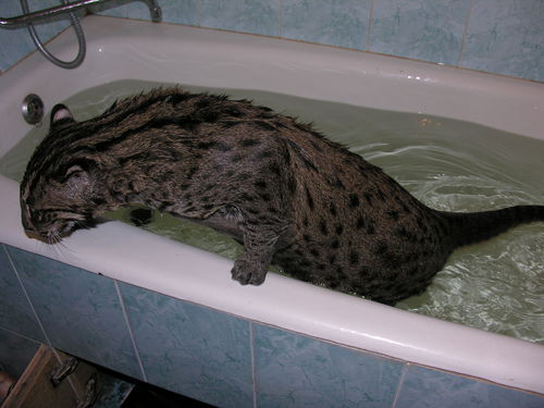 Кот камышовый домашний