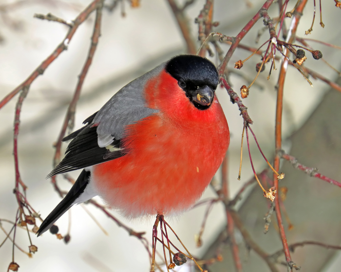 Снегирь картинка. Камчатский обыкновенный Снегирь. Красный Снегирь. Зимняя птица с красной грудкой. Птичка с красным брюхом.