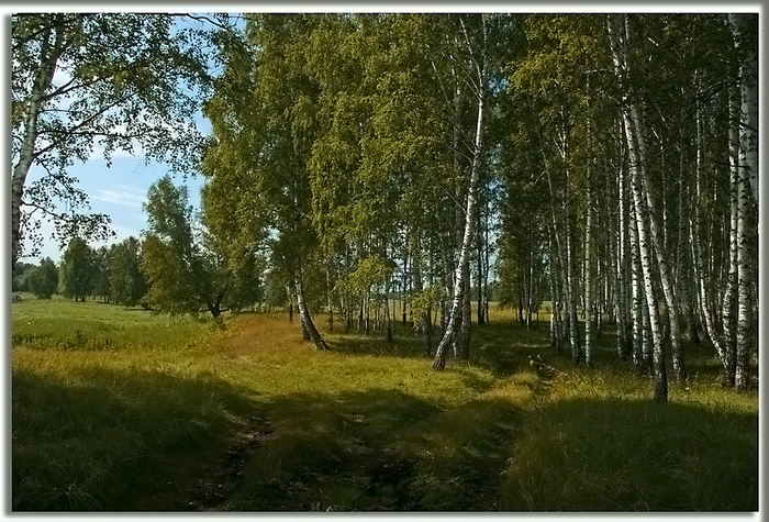 На опушке леса живет. Тула Лесная опушка. Лесная опушка тульского края. Опушка леса Русь. Мыткино Лесная опушка.