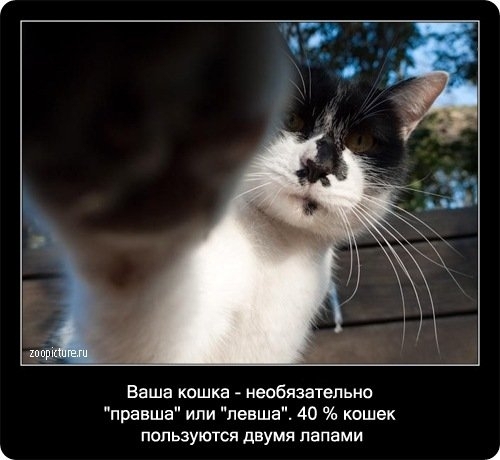 Факты о кошках