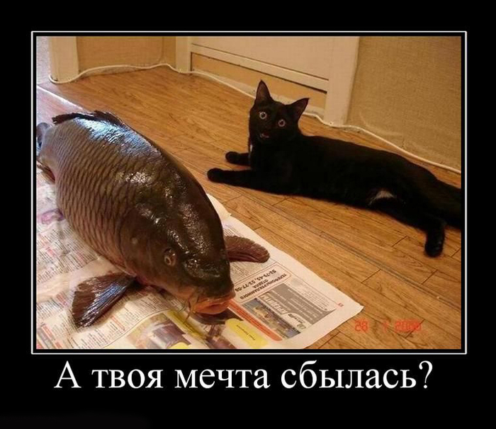 не твой день демотиваторы
