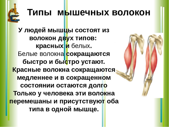 Работа и функции мышц. Типы мышечных волокон человека. Виды скелетных мышц по строению. Мышцы два типа волокон. Мышца состоит из.