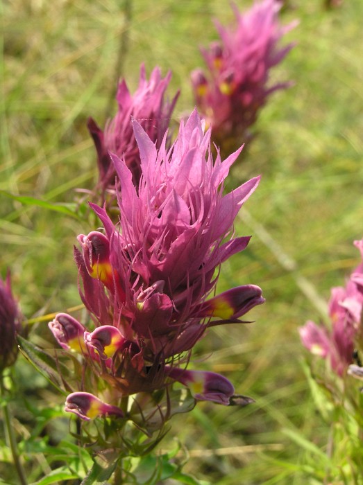 интернет магазин цветок поволжья
