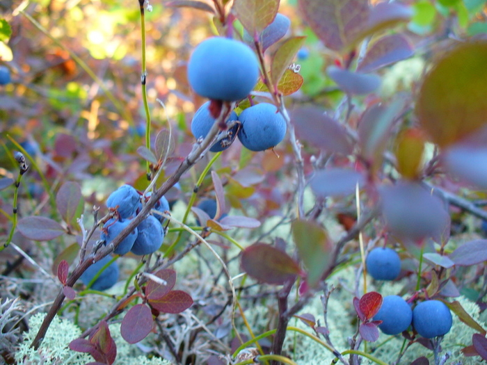 Голубика осенью фото