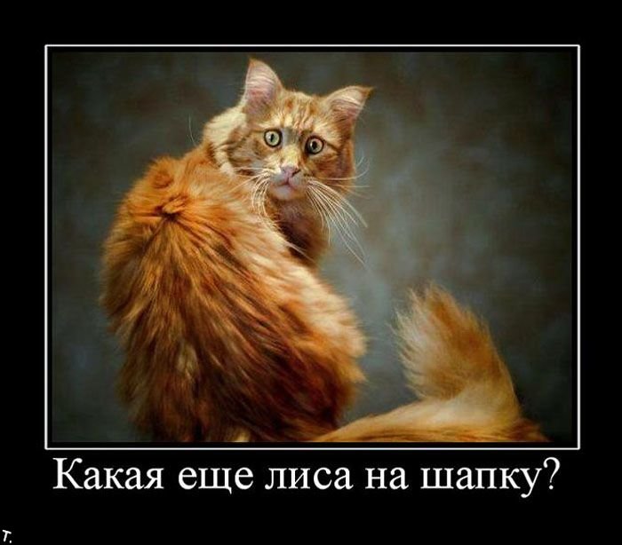 Поговорим о кошках 42