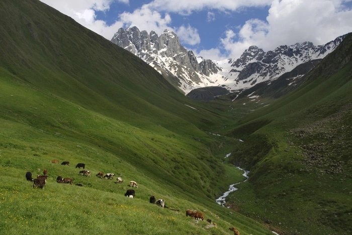 19-летний пастух подозревается в убийстве туристов из США в Грузии