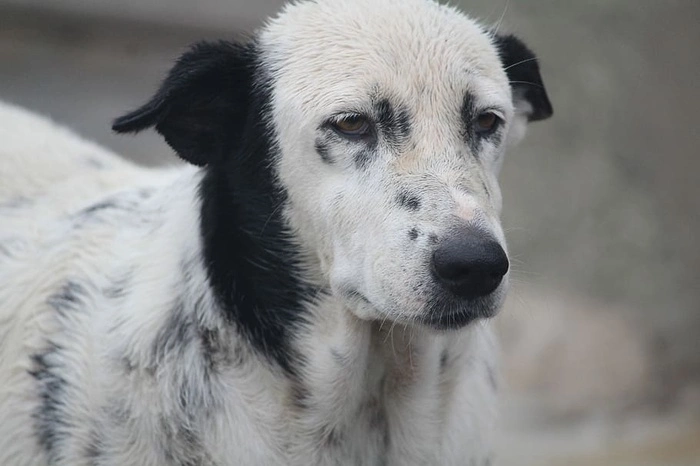 Бродячие собаки напали в Екатеринбурге на девушку на улице Советская