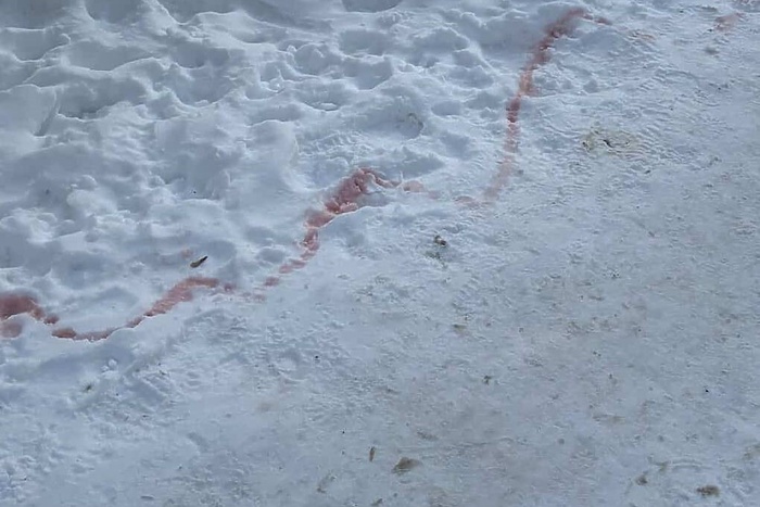 В Екатеринбурге массово начали гибнуть собаки из-за отравы догхантеров