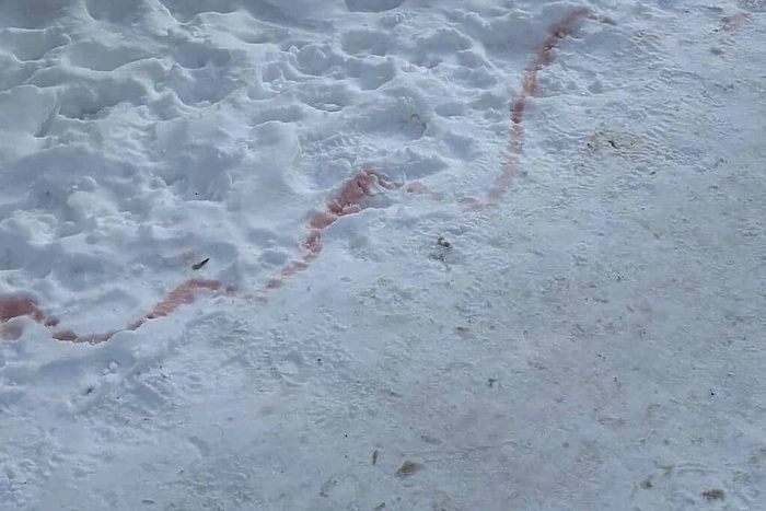 В Екатеринбурге массово начали гибнуть собаки из-за отравы догхантеров