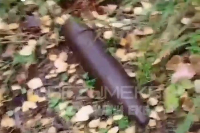 В екатеринбургском лесу нашли 10 боевых снарядов