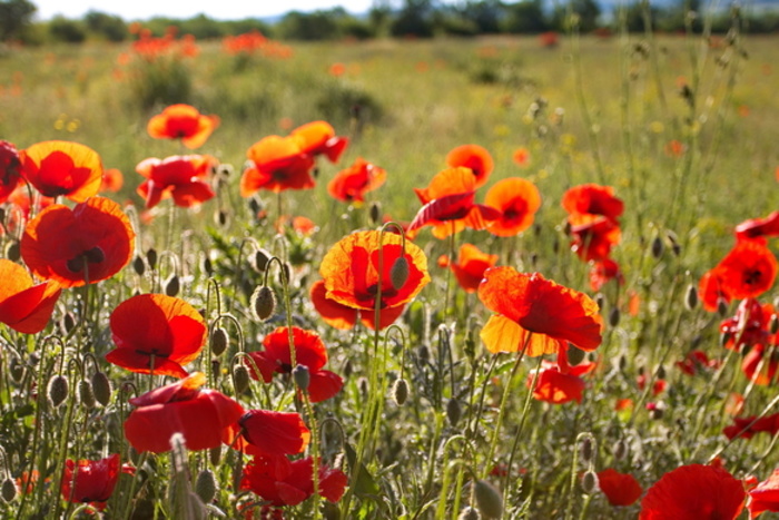 В ближайшие три дня погода порадует екатеринбуржцев теплом и огорчит дождями