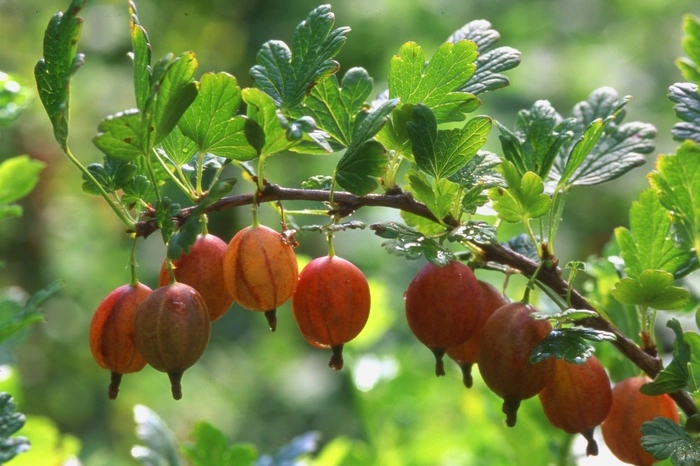 Китай пригрозил ответить США введением пошлин на крыжовник и курагу