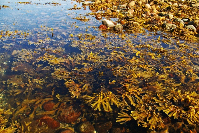 В РАН назвали токсичные водоросли главной версией загрязнения на Камчатке