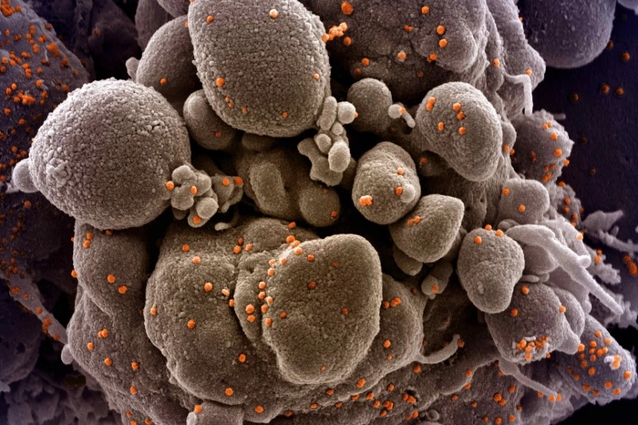 Попова назвала циркулирующие в России штаммы коронавируса