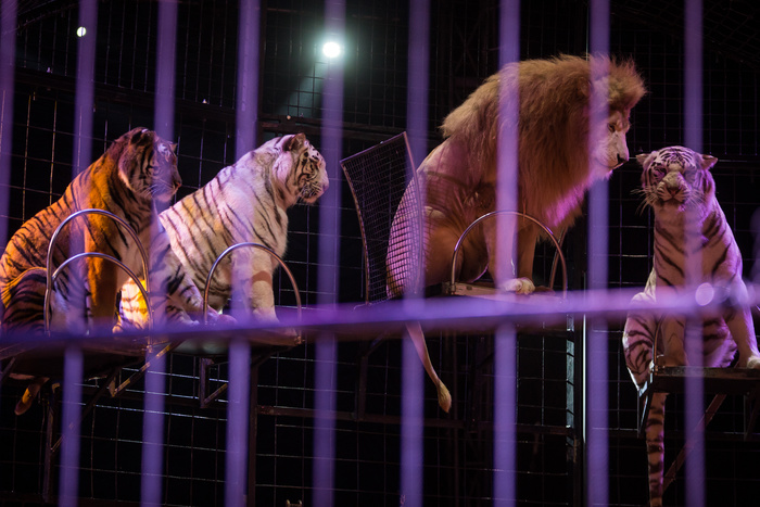 Цирковые животные погибли в ДТП под Челябинском