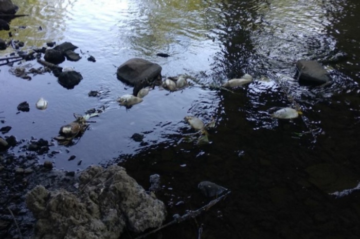 Из реки Чусовой на берег вынесло сотню мёртвых рыб