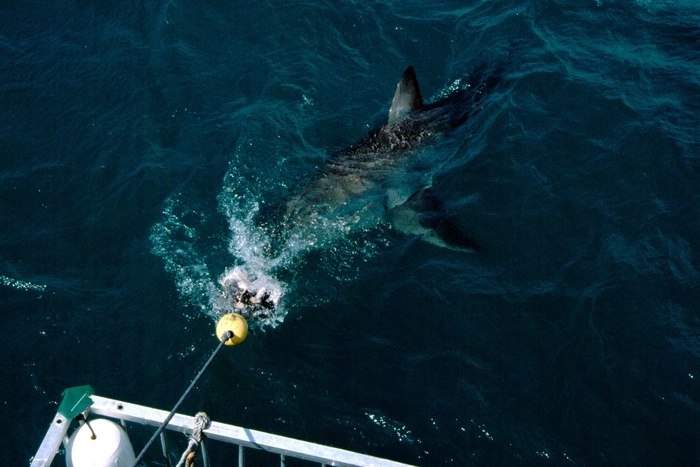 Бесследно пропавшего туриста нашли в желудке акулы