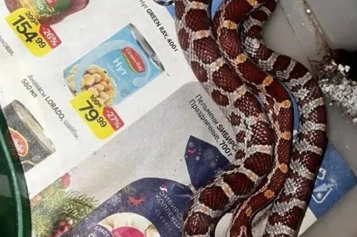 В трамвае Екатеринбурга от владельца сбежала змея