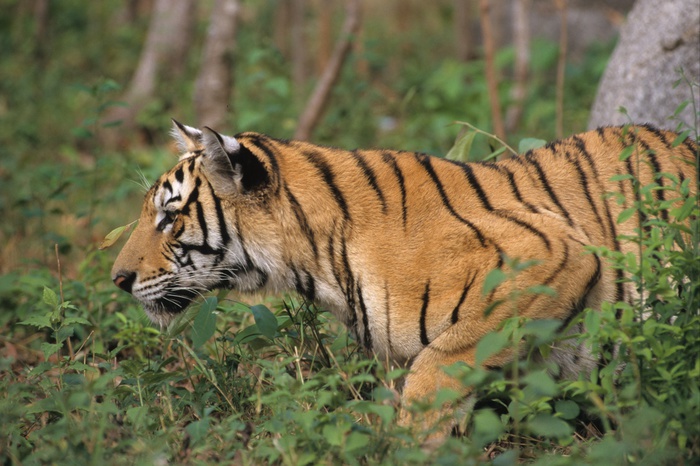 Студент из Африки пытался усыпить тбилисского тигра-убийцу