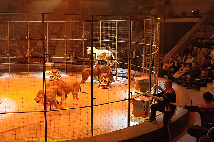 Львы сорвали премьерное шоу в екатеринбургском цирке