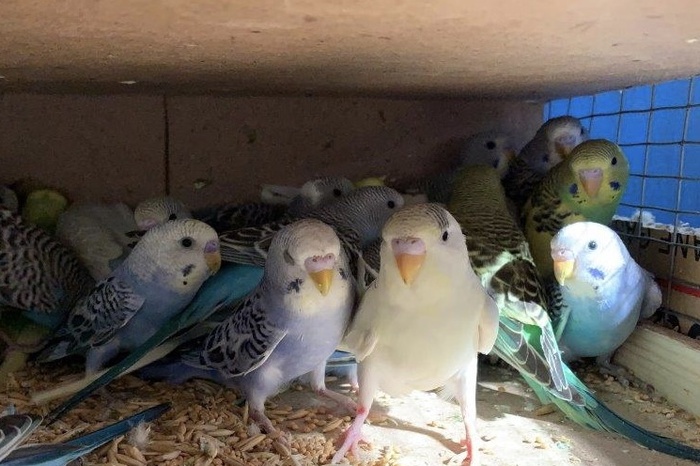В Екатеринбург доставили из Киргизии более трехсот попугаев
