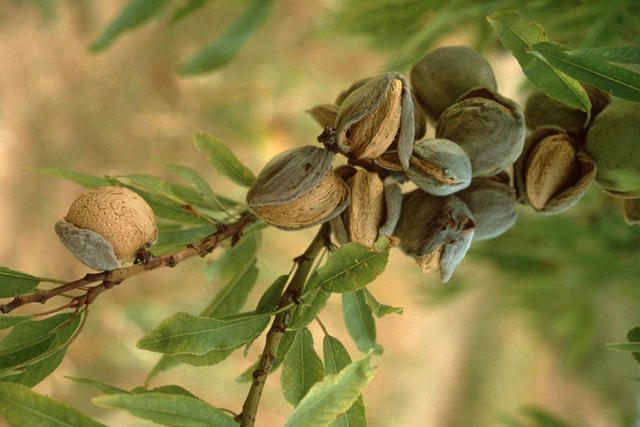 Уральцев ждет дефицит миндаля, семги и свинины