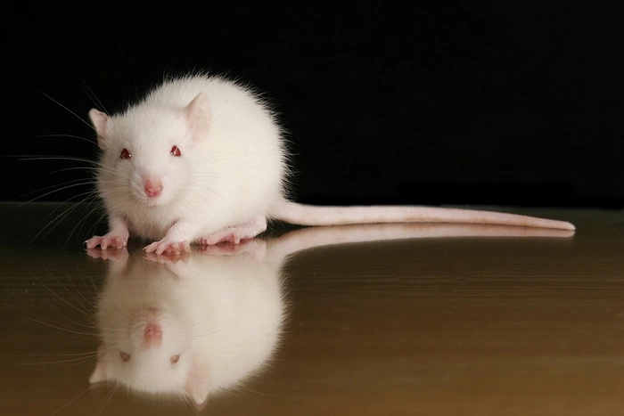 Японские ученые вырастили ухо на спине крысы