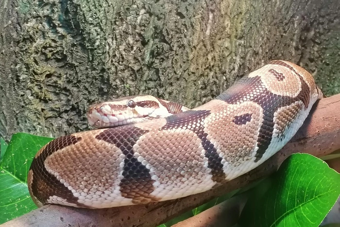 В Екатеринбург приехали 354 змеи из Чехии