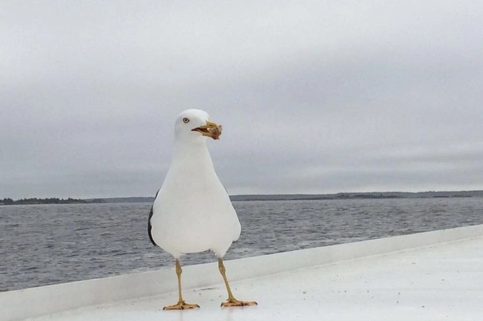 Финны захотели разместить базу НАТО в Южной Карелии