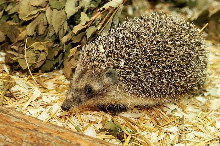 Ёж предскажет, будет ли весна на Урале ранней