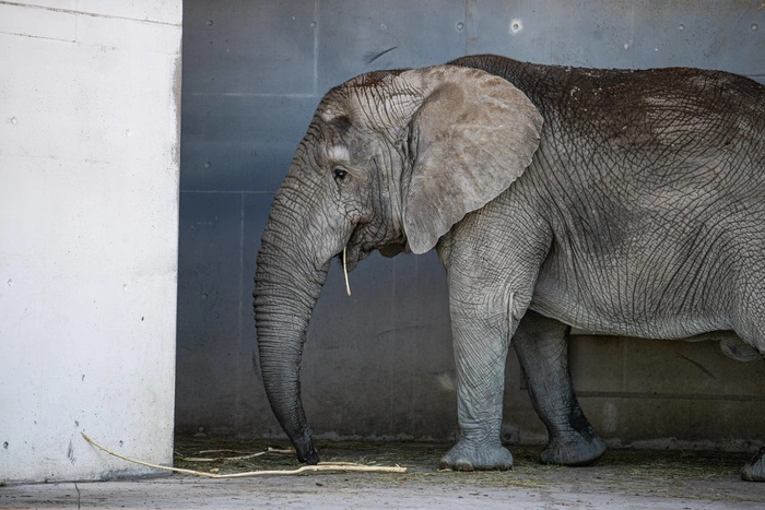 Мэрия Екатеринбурга выделила 24 млн рублей на поддержку Екатеринбургского зоопарка