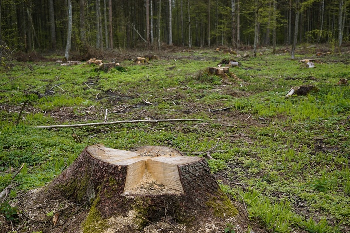 Свердловчанку на три с половиной года отправили за решетку за вырубленные деревья