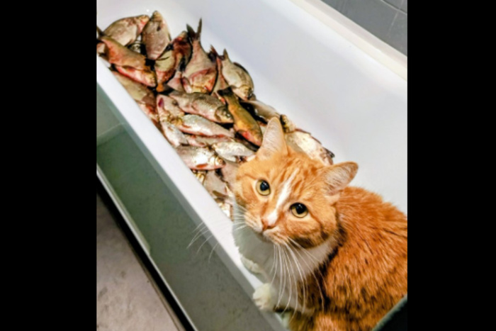 Свердловчанин наловил целую ванну рыбы